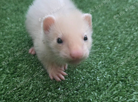 3 beautiful boy ferrets