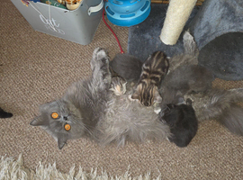 Adorable British Shorthair Kittens &ndash; Ready Soon, Stunning Blue & Bicolour