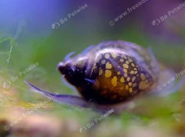 Cheap Bladder Snails x35, for 10 GBP, plus Extras