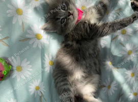 Adorable Ragdoll x Bombay Kittens - Ready in 2 weeks