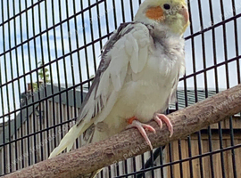Pied Cockatiels