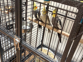 Baby cocktails