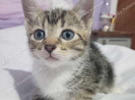 Beautiful kittens