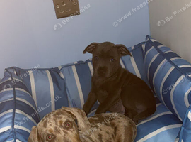 Isabella and tan miniature dachshund