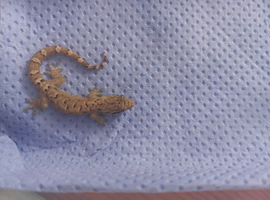 Mourning geckos