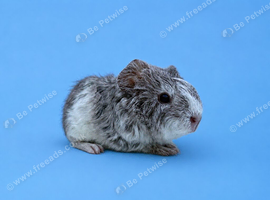 Baby guinea pigs