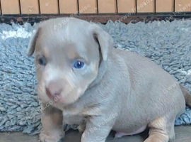 LILAC/BLUE and TAN JACK RUSSELL PUPPIES