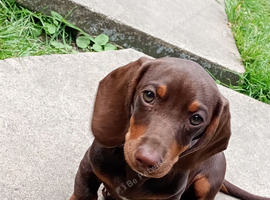 Beautiful Mini Dachshund For sale