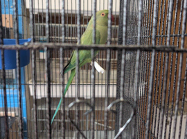 Green ringneck