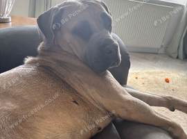cane corso