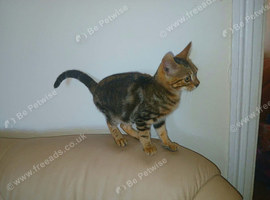 Gorgeous gold grey bengal boy Ready now