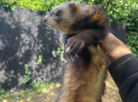 Angora X polecat