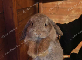 Mini lop for sale