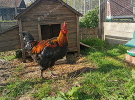 Black copper maran cockerel