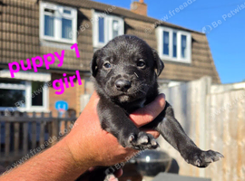 Lurcher Puppies