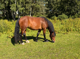 3 year old Welsh D