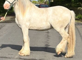 3 year old gelding