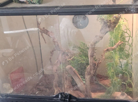 2 female crested geckos