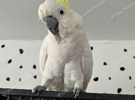 Eleanora Cockatoo