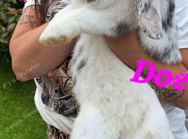 Giant French lops bunnies