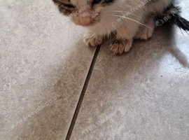 2 months old mixed kitten