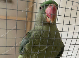 Young Tame Alexandrine parrot sale