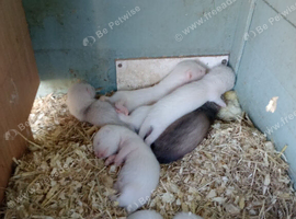 Ferret  kits ready to go now.