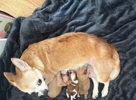 Beautiful Chihuahua Girls for Sale &ndash; Molly & Lola