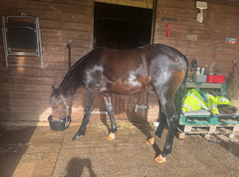 17month old American paint x Welsh d