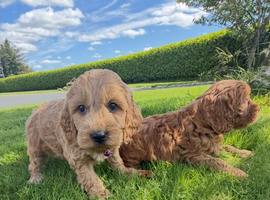 Quality Cockapoo Puppies