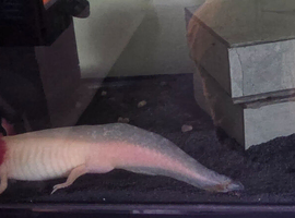 2 x Axolotl