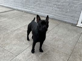 Frenchie x Lakeland terrier