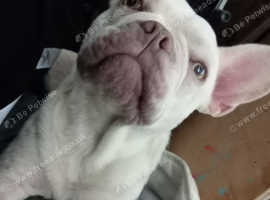 15 months french bulldog full breed good health vreethongs good