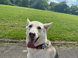 Looking for loving home
