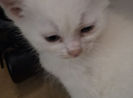 Beautiful kittens raised with children