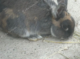 Female, neutered Rex x lop