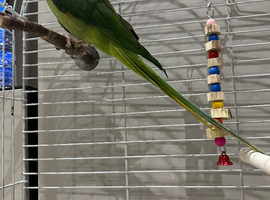 Alexandria parrot for sale