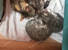 Kittens looking for their forever home.