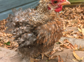 Frizzle cockerel