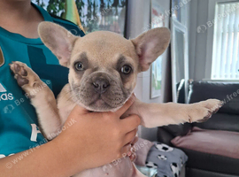 French bulldog pups (kc reg )