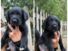 2 pups