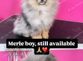 Merle boy