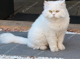 White Persian cat for sale