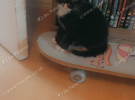 Tuxedo Kittens looking for forever home