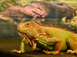 Female green iguana