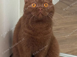 TICA active reg cinnamon female
