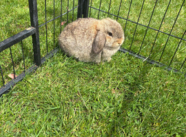 Mini lop buck