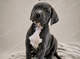 Cane corso puppies