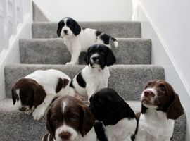 Gorgeous litter