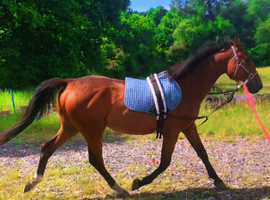 3 year old gelding